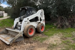 bobcat11
