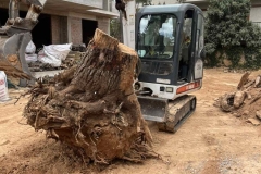 bobcat2