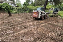bobcat5
